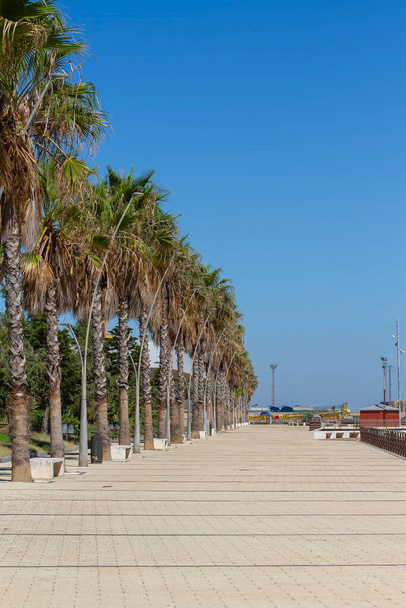 landscape with palm trees on the seafront of astilleros in the city of cadiz - Photo, Image
