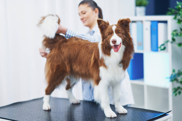 Brown Border kolie pes při návštěvě u veterináře - Fotografie, Obrázek