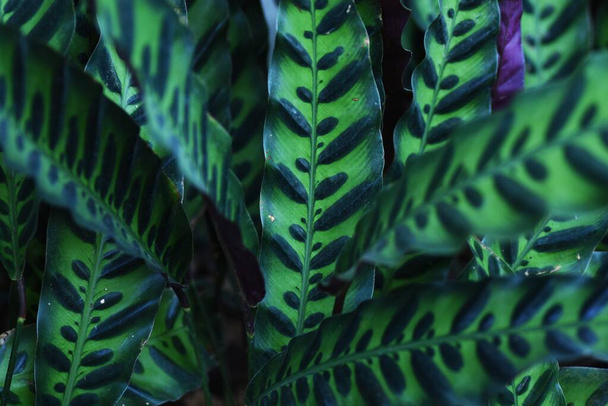 Aksamit japoński (Calathea lancifolia). Wieloletnie rośliny tropikalne Arantaceae pochodzące z Ameryki Środkowej i Południowej. - Zdjęcie, obraz
