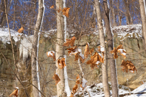 Листя на дереві зі сніжною критою стіною каньйону на фоні
. - Фото, зображення