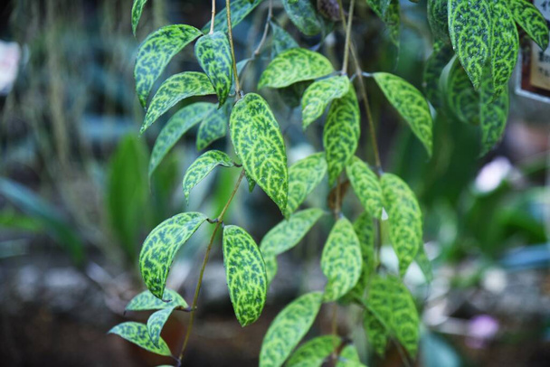 Aeschynanthus marmoratus sai. Gesneriaceae planta tropical de folha de videira perene nativa da Índia ou Malásia. A frente da folha tem um padrão de camuflagem e a parte de trás tem um padrão de mármore. - Foto, Imagem