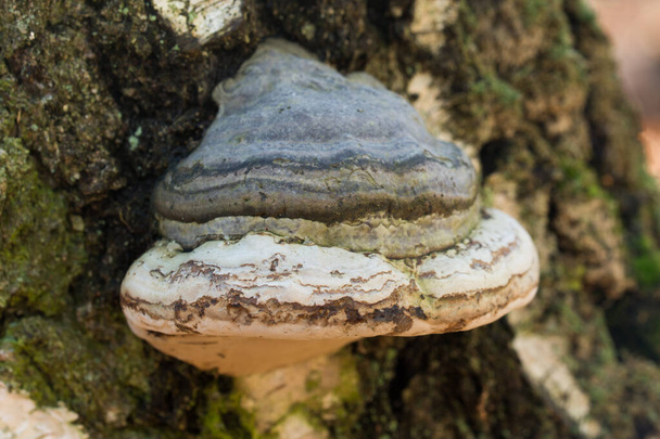 Fomes fomentarius,  tinder fungus on old birch tree closeup selective focus - Photo, Image