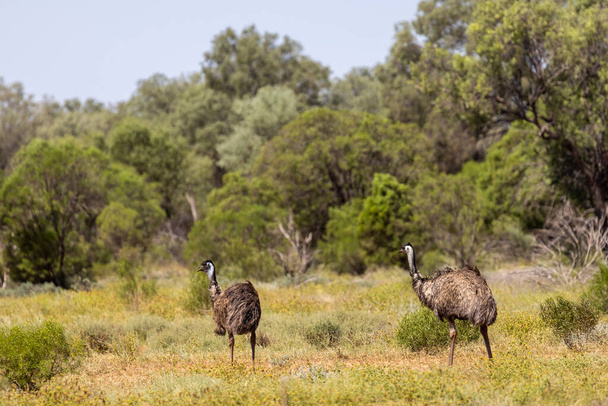 Emu's walking in lush growth after recent rainfall at Gundabooka National Park, New South Wales AUstralia - Valokuva, kuva
