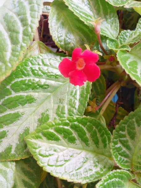 Gesneriaceae plants are green and white in color. with red flowers - Photo, Image