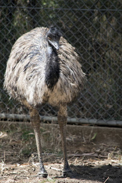 el emú australiano es un ave alta que no puede volar. Tiene una cabeza y cuello negros y largas plumas marrones - Foto, Imagen