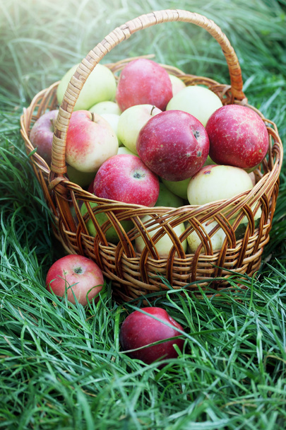  large basket of organic apples - Photo, Image