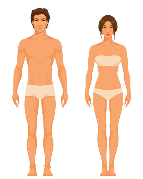 απεικόνιση ενός λεπτού αθλητικού τύπου σώματος ενήλικου άνδρα και γυναίκας. Υγιεινός τρόπος ζωής ή ανατομία. Σύγκριση των φύλων. - Διάνυσμα, εικόνα