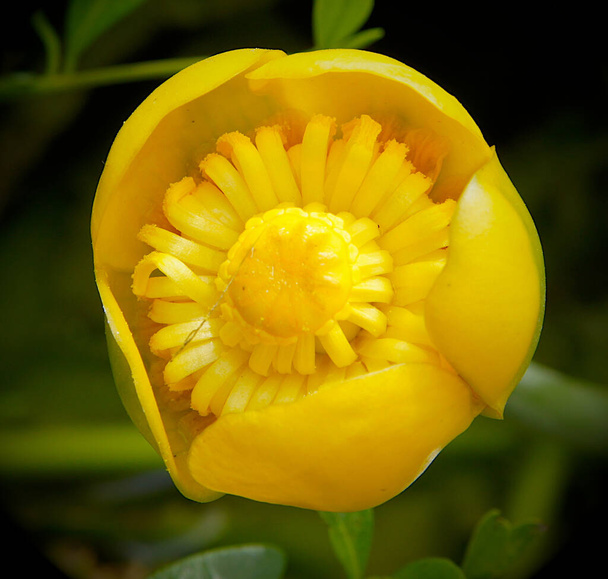 Желтый цветок нуфар-лютеи (водяная лилия, бутылка бренди, коровья лилия) в пруду - Фото, изображение