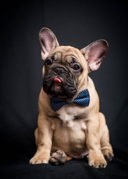  Ένα χαριτωμένο κουτάβι με μπλε γραβάτα, να βγάζει τη γλώσσα του και να ποζάρει για φωτογραφίες με μαύρο φόντο - Φωτογραφία, εικόνα