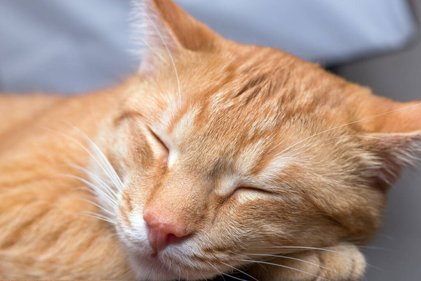 macro foto de un joven rojo rayas durmiendo gato. - Foto, imagen