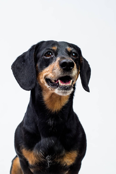 Egy rendkívül aranyos kutya pózol a kép a fekete háttér és mosolygós - Fotó, kép
