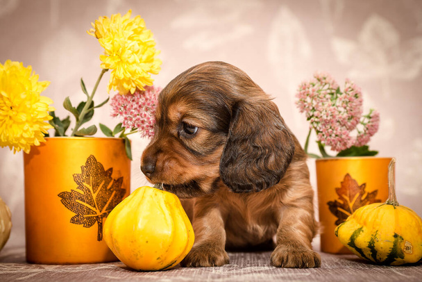 Extrémně roztomilé štěně sedí kolem květin a dýní, které vytváří velmi podzimní atmosféru - Fotografie, Obrázek