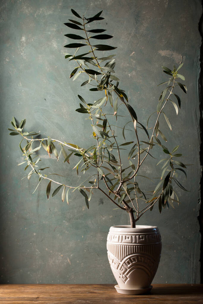 Genç zeytin ağacı beyaz bir tencerede koyu bir arka planda - Fotoğraf, Görsel