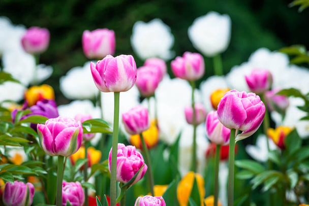 Monet eri kukkia, pohjimmiltaan valkoinen, vaaleanpunainen, ja oranssi kasvaa keväällä puistossa - Valokuva, kuva