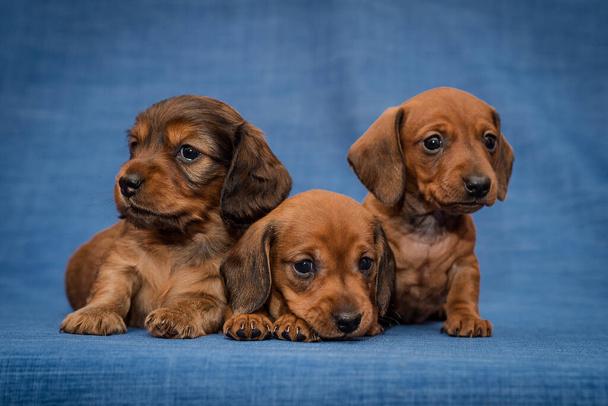 Tres lindos cachorros posando para la foto sobre el fondo azul. Uno de ellos está tendido y otros sentados a su lado - Foto, imagen