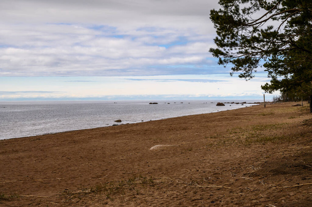 rocas de granito en el Golfo de Finlandia. nublado día sombrío. pinos en la orilla del mar. - Foto, imagen