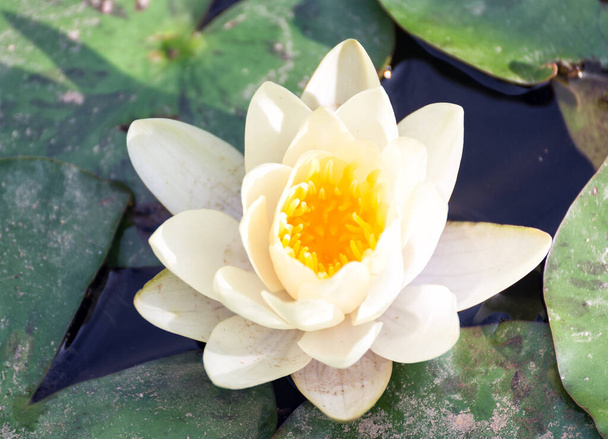 Pembe kutsal Lotus çiçeği ve yaprağı Gölü '. - Fotoğraf, Görsel