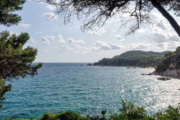 Morze przez zielone gałęzie sosny. Lloret de Mar, Costa Brava, Katalonia, Hiszpania. - Zdjęcie, obraz