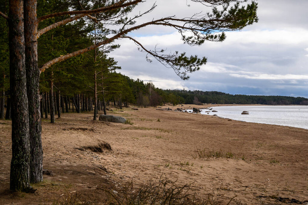 granite boulders in the Gulf of Finland. cloudy gloomy day. pine trees on the seashore. - Photo, Image