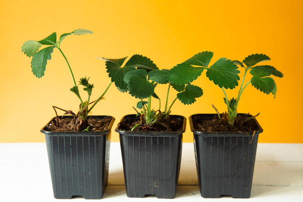 Strawberry seedlings in black glasses on the table on a yellow background and a rake with a shovel. Preparation for planting, growing natural berries in the garden. - Photo, Image