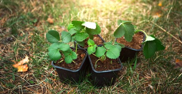 Strawberry seedlings in peat glasses on the grass, ready to plant in the garden. Preparation for planting, growing natural berries in the garden bed. - 写真・画像