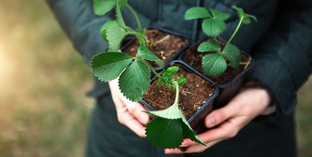 Strawberry seedlings in pot in the hands of a farmer, ready to plant in the garden. Preparation for planting, growing natural berries in the garden bed. Spring time - Foto, Imagen