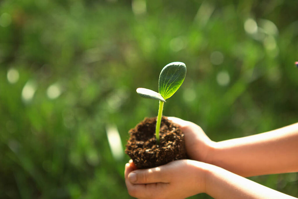 Young green sprout in the hands of a child in the light of the sun on a background of green grass. Natural seedlings, eco-friendly, new life, youth. The concept of development, peace, care. Copy space - Foto, Bild