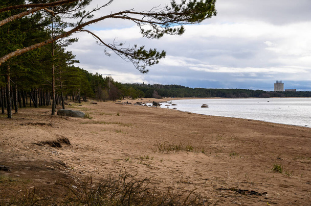 Pedras de granito no Golfo da Finlândia. dia sombrio nublado. pinheiros à beira-mar. - Foto, Imagem