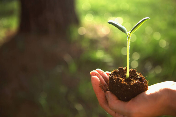 Young green sprout in the hands in the light of the sun on a background of big tree. Natural seedlings, eco-friendly, new life. Concept - big starts with small, development, peace, care, height. Copy space - Foto, Imagen