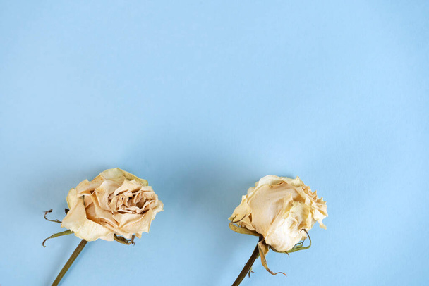 Beautiful dried white roses on blue background. Greeting card. Copy space. Top view. Selective focus. - Φωτογραφία, εικόνα