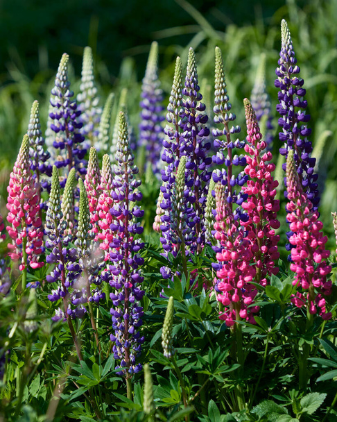 Colorful lupin flowers in garden - Zdjęcie, obraz