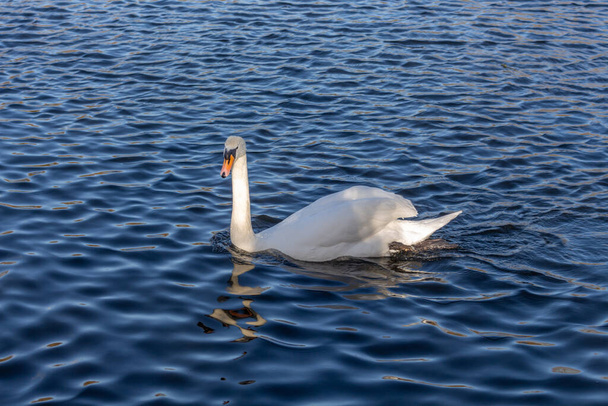 White swan at Reddish Vale, Stockport, Cheshire, UK. - Фото, зображення