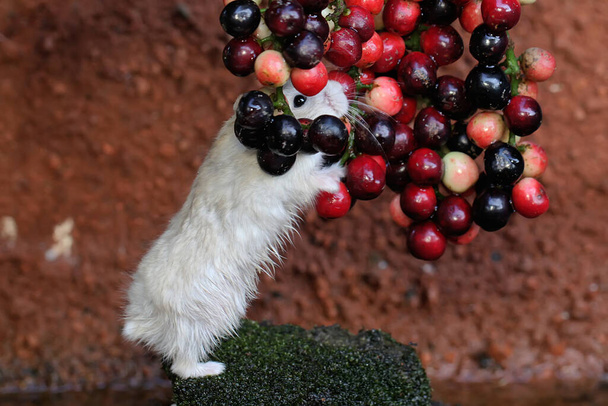 Ein Campbell-Zwerghamster isst Johannisbeerbaum-Früchte. Dieses Nagetier trägt den wissenschaftlichen Namen Phodopus campbelli.  - Foto, Bild