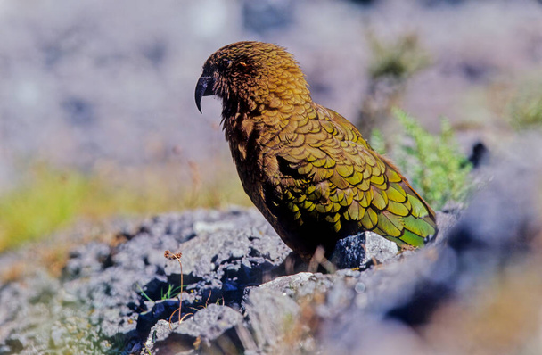Nestor notabilis es una especie de loro de la familia Nestoridae que se encuentra en las regiones boscosas y alpinas de la Isla Sur de Nueva Zelanda.. - Foto, Imagen