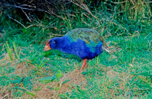 De Australaziatische moerasmot ("Porphyrio melanotus") is een moerasvogel uit de familie moerasvogels (Porphyrio). In Nieuw-Zeeland staat het bekend als de pukeko van de Maori  - Foto, afbeelding
