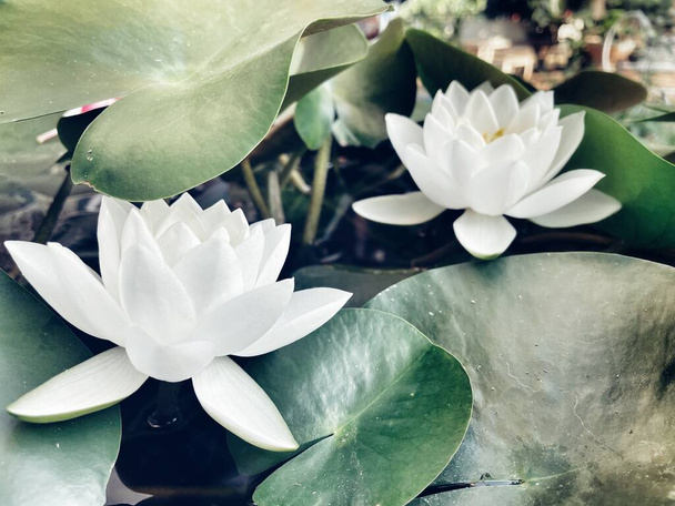 Schöne weiße Lotusblüten und Blätter - Foto, Bild