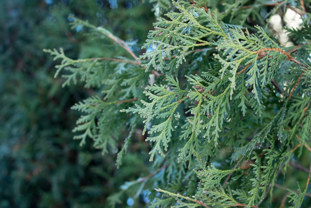 Branches de sapin vert rapprochées, fond et texture - Photo, image