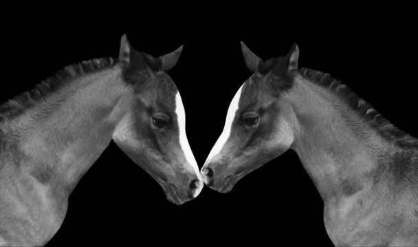 Due baby cavallo divertimento insieme su il nero sfondo - Foto, immagini