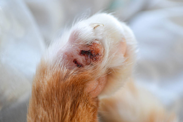 I piedi dei gatti sono ferite - Foto, immagini