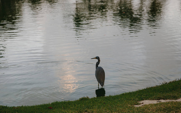 grey heron  near the lake of an elite golf club on a tropical island in the Dominican Republic, palm trees and beautiful landscapes - Valokuva, kuva