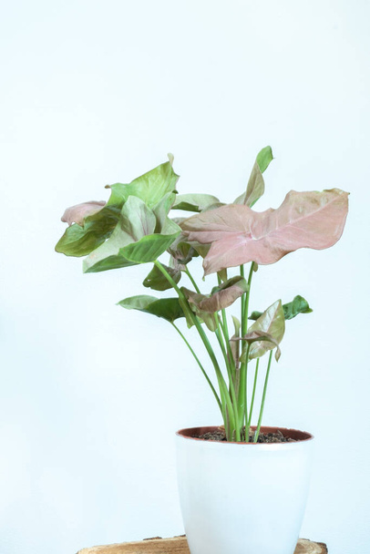 白い鍋に屋内植物。白い背景にピンクのシンゴニウム植物。隔離された空間とコピー - 写真・画像