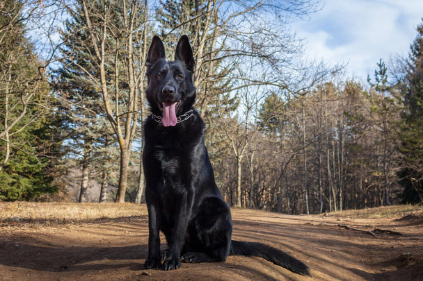 Черная немецкая овчарка. Большая, сильная собака, имеет черный цвет, сидит на треке в лесу. Крупный план. - Фото, изображение