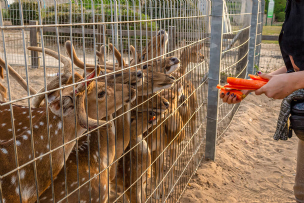 Девушка - волонтер кормит оленей морковью в зоопарке. - Фото, изображение