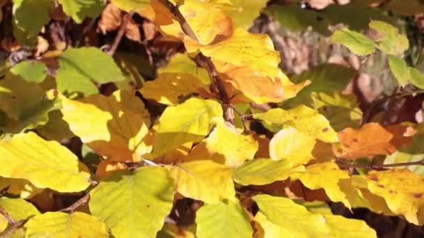 Sonbaharda ormanda ya da parkta ağaç dallarında sarı yapraklar. Güneşli bir günde güçlü bir rüzgar - Video, Çekim