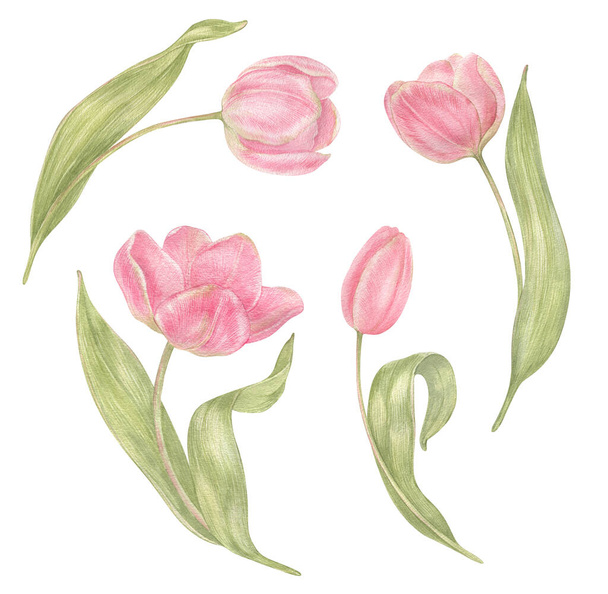 Watercolor hand drawn flowers tulips set in vintage style. Spring Botanical illustration isolated. Perfect for greeting cards, wedding invitation, birthday and mothers day cards - Foto, immagini
