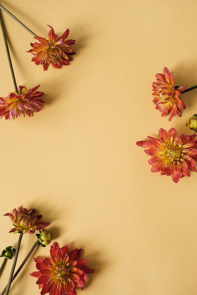 Elegancka kompozycja czerwonych kwiatów z czystą makietą przestrzeń na brzoskwiniowym żółtym tle. Flat lay, top view marki, blog, strona internetowa, szablon mediów społecznościowych - Zdjęcie, obraz