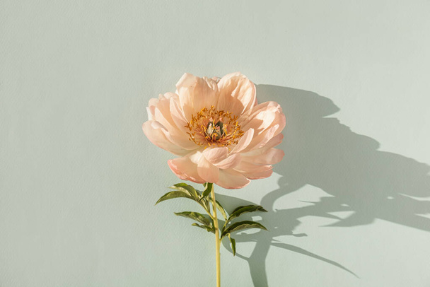 Flor de peonía suave y melocotón sobre fondo de aguamarina pastel neutro. Bodegón estético mínimo composición floral - Foto, imagen