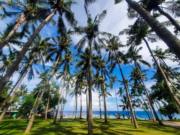 coconut garden in bali indonesia - Fotoğraf, Görsel