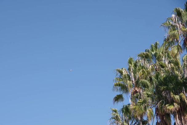 A small airplane flying up high in the blue sky and a palm tree in the foreground - Foto, afbeelding