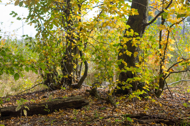 autumn forest landscape - Фото, изображение
